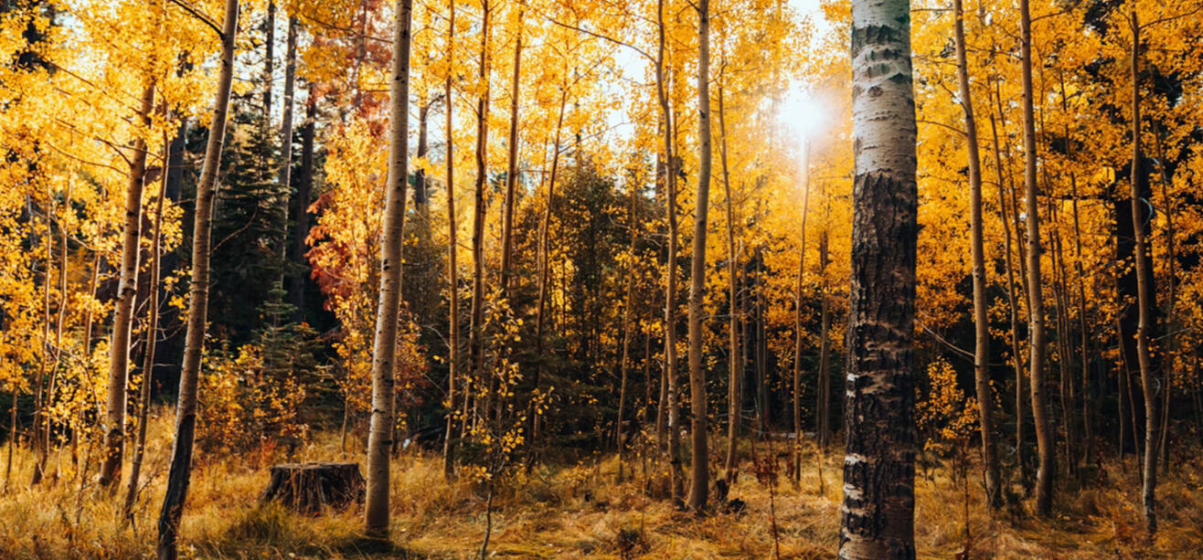 Information for Maple Guild which shows their high ranks. Maple Guild the only guild to allow it's Guilders to have any name, even if they are born in the guild. This means Copperlight does not require Maple Guilders to have a prefix-suffix name. Maple Gui