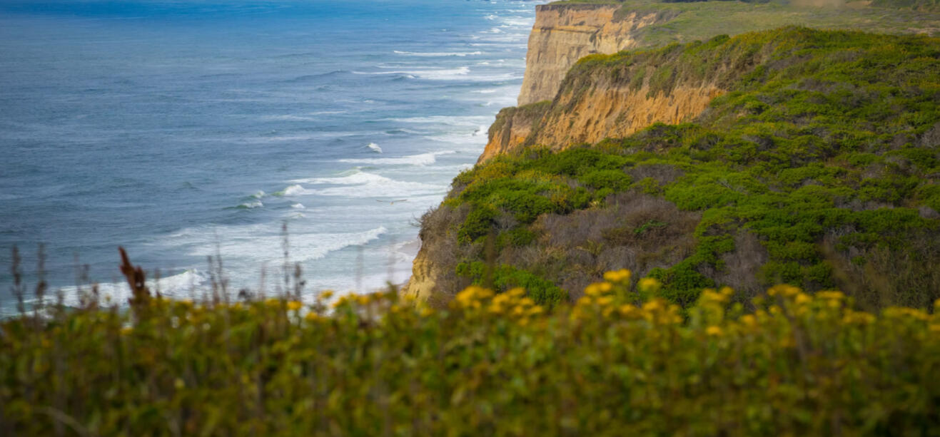 Information for Maple Guild which shows their high ranks. Maple Guild the only guild to allow it's Guilders to have any name, even if they are born in the guild. This means Copperlight does not require Maple Guilders to have a prefix-suffix name. Maple Gui