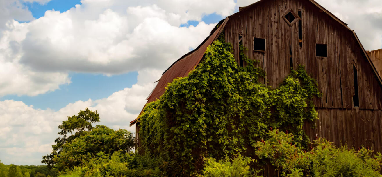 Information for Maple Guild which shows their high ranks. Maple Guild the only guild to allow it's Guilders to have any name, even if they are born in the guild. This means Copperlight does not require Maple Guilders to have a prefix-suffix name. Maple Gui